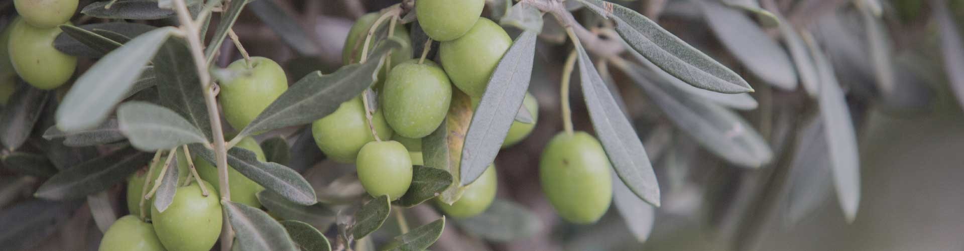 Olio Extravergine di Oliva Lucano - Azienda Agricola Mastrangelo