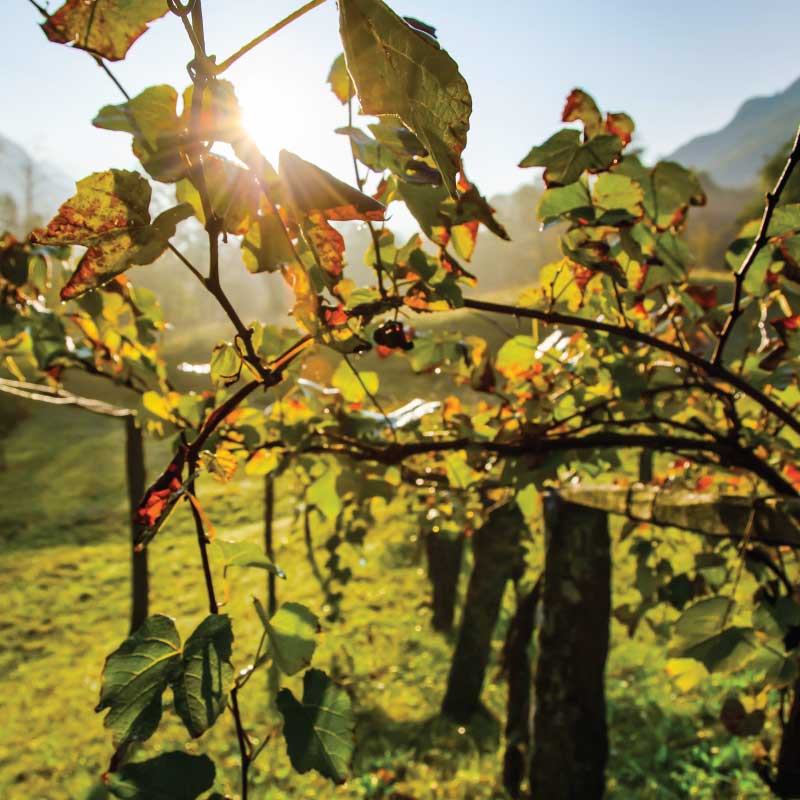 vino bianco biologico