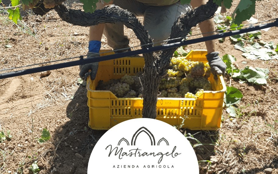 Vendemmia 2025: il volto umano del vino Margherì