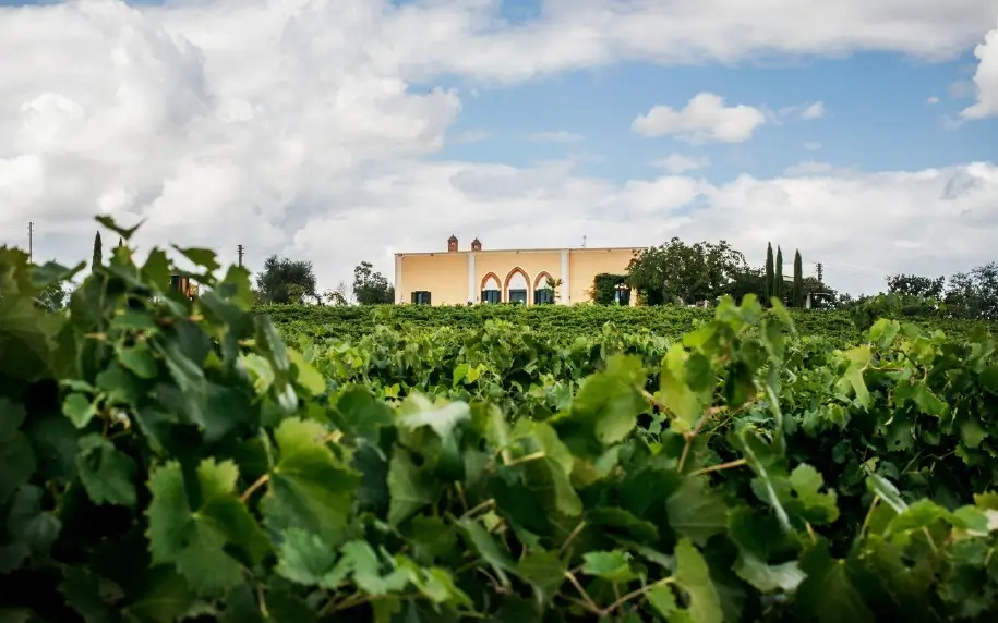 Il vitigo di Cantine Mastrangelo, dove nasce Il Vino Bianco Margherì Matera Greco DOC