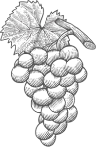 Disegno grappolo uva bianca biologica