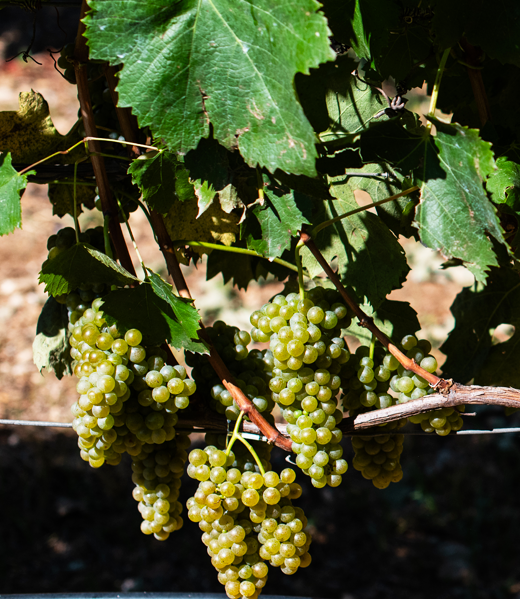 Uva nel vitigno dove nasce il Margherì Vino Bianco Biologico Matera Greco DOC