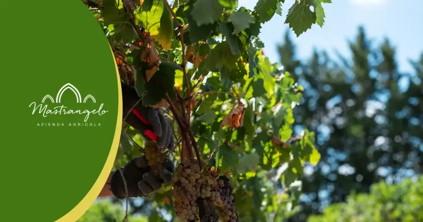 Vendemmia, storia passione tradizione e amore