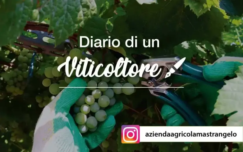 Il diario di un viticoltore, Giuseppe Mastrangelo