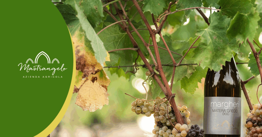 Margherì Vino Biologico Lucano