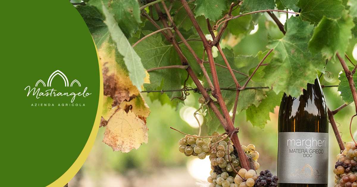 Margherì Vino Biologico Lucano