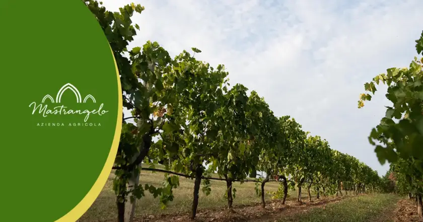 Vitigno Margherì, miglior vino bianco biologico Italiano