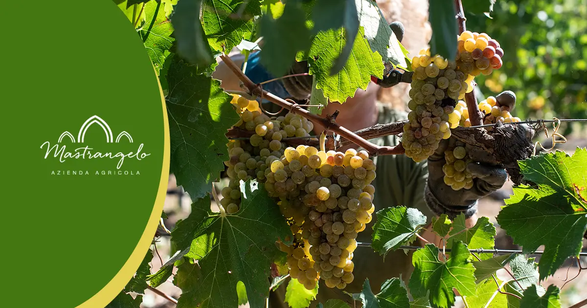 I vini biologici sono i migliori, cura dei vitigni, rispetto della natura e dell'ambiente