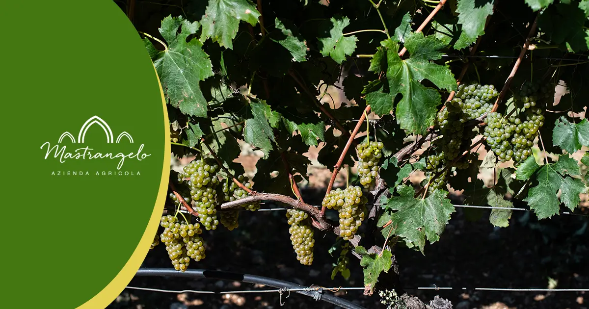 Benefici di scegliere un vino bianco biologico