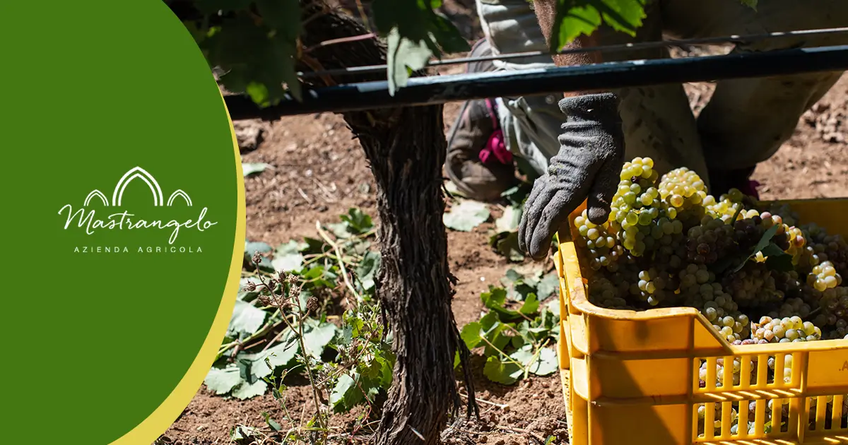 Vendemmia 2025 Vino Bianco