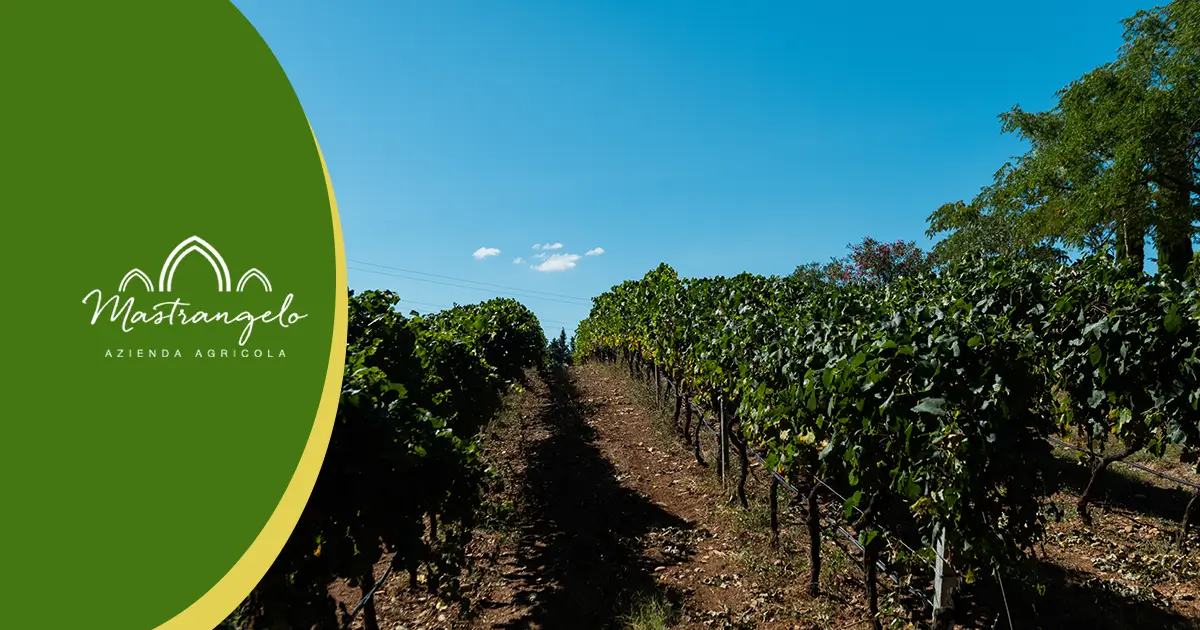 Vendemmia e Vinificazione