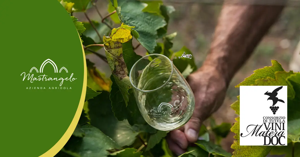 Vini Matera Greco Doc, Miglior Vino Bianco Biologico