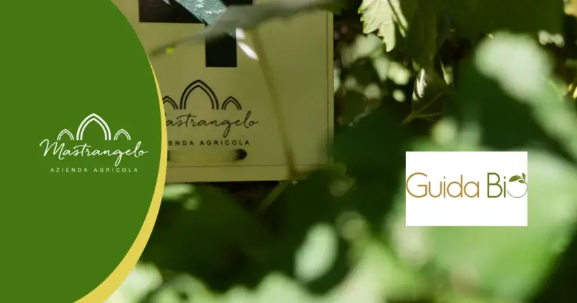 Vino bianco lucano, prodotto da uve biologiche 100% certificato d'eccellenza guida bio