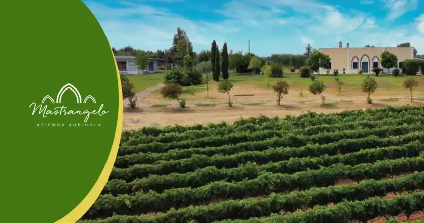 Viticoltura sostenibile