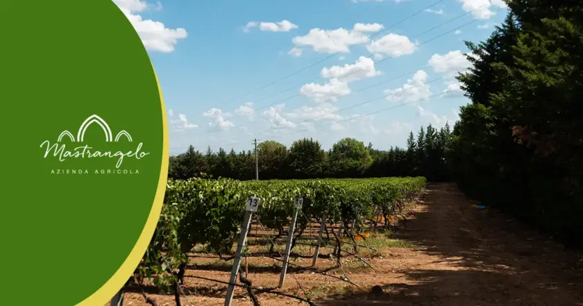 Cantine Mastrangelo: Annata 2021 Terminata, Novità in Arrivo Annata 2025 del Margherì Matera Greco DOC e Olio Evo Lucano