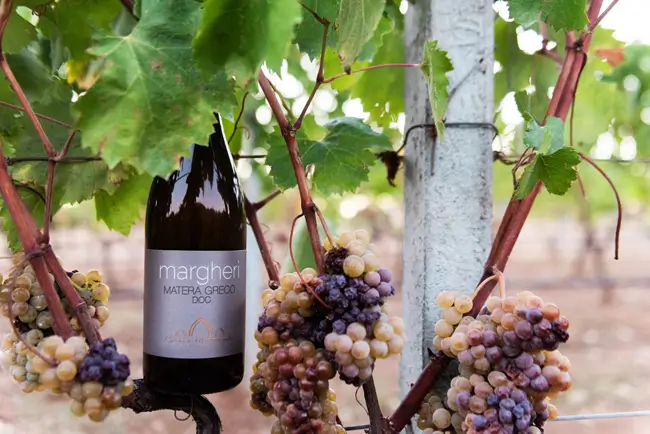 Margherì Matera Greco DOC 2025 di Cantine Mastrangelo in Arrivo