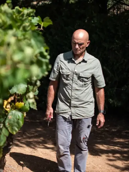 Vendemmia Vino Bianco Matera Greco DOC Margherì