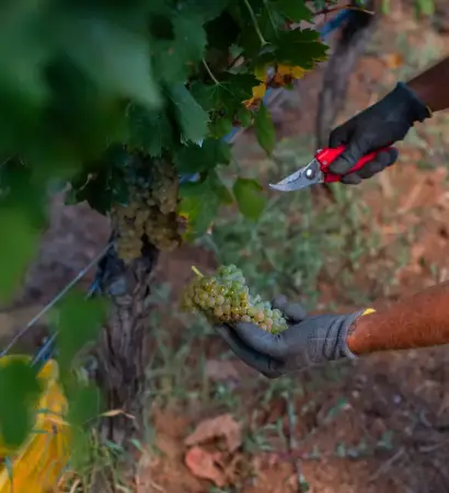 Raccolta uva bianca nel vigneto di Bernarlda di Cantine Mastrangelo